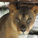  FW Zoo Lioness 2016